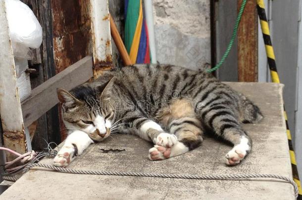 猫假日香港岛大屿山