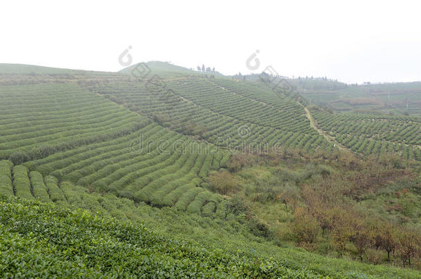 云山茶种植基地