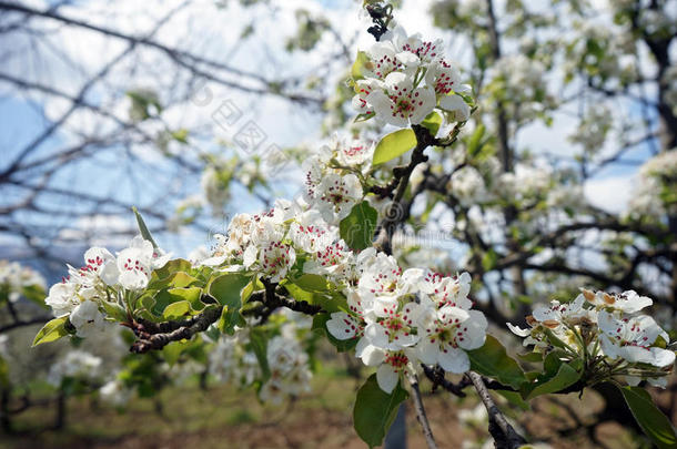 四月下旬苹果树开花