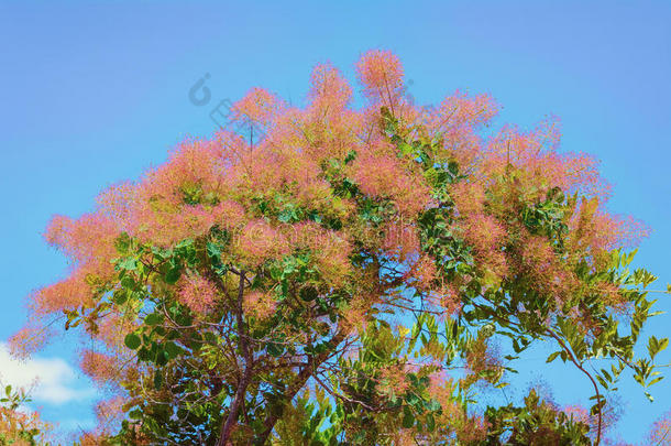 灌木黄栌每年落叶的生态生态学
