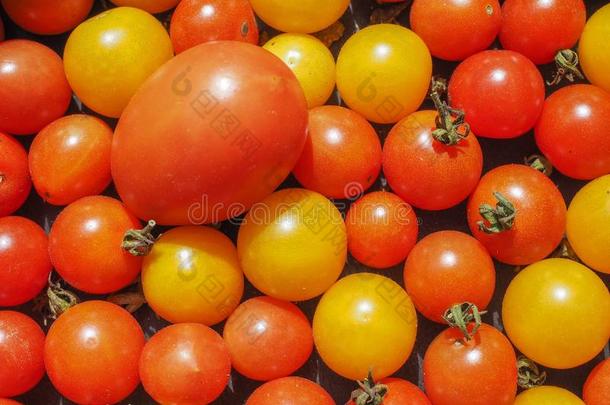 樱桃番茄蔬菜背景
