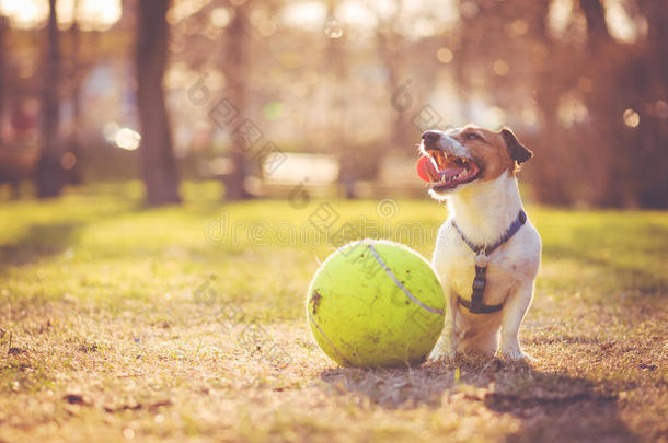 狗坐在公园里带着大球
