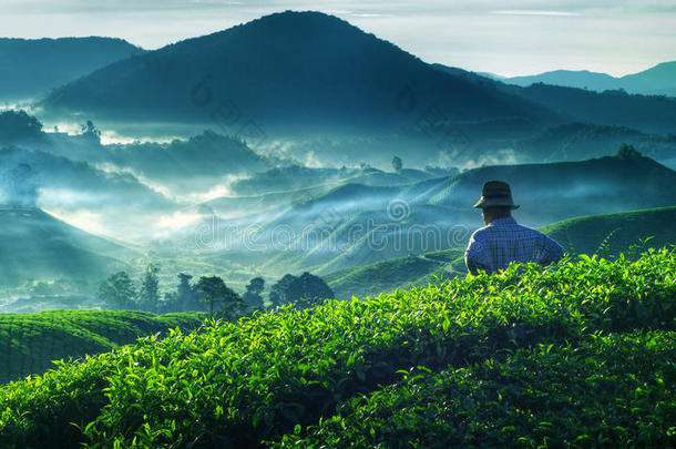 农民茶园马来西亚<strong>文化</strong>职业概念