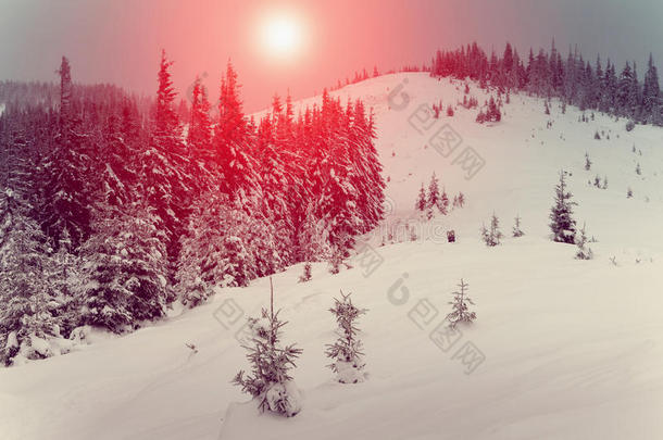 阳光照耀下的<strong>奇妙</strong>景观。 冬天有松林。 新年`的风景。 树上的新鲜雪。