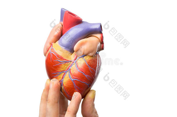 手指在白色上显示人类的心脏模型