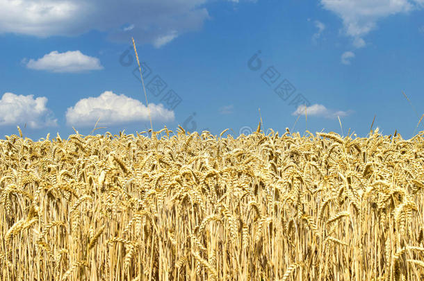 有黄色小麦的田野