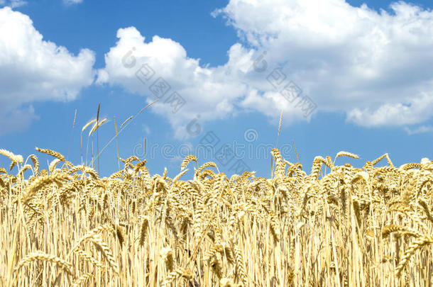 田野上有黄色的小麦，映衬着蓝天