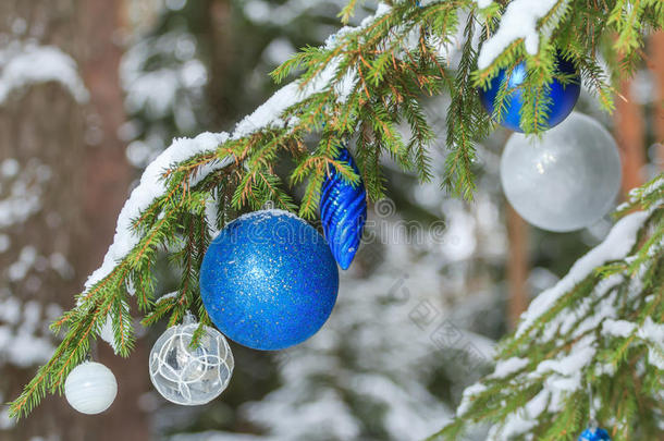 圣诞<strong>佳节</strong>，雪杉树枝上的银蓝色装饰品闪闪发光