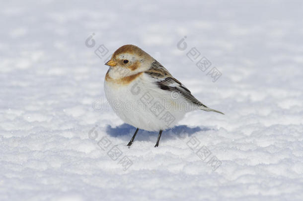 冬天站在雪地上的白色小雪旗。