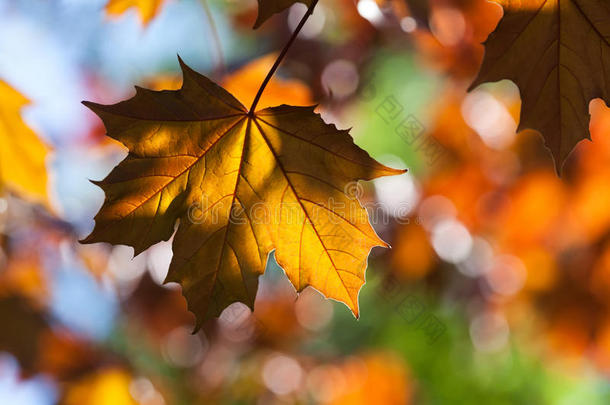 秋天的风景。 五颜六色的枫叶逆光。 柔和的焦点