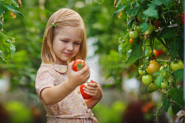 女孩和西红柿丰收