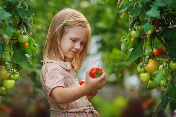 女孩和西红柿丰收