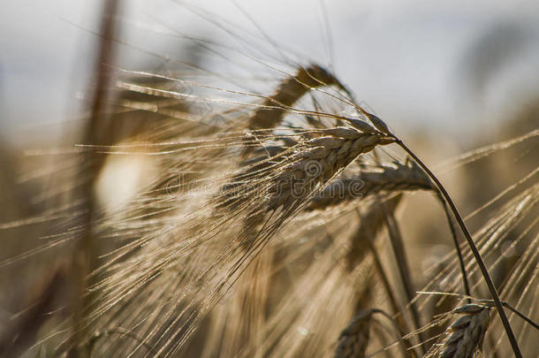 成熟小麦的田野和金色的耳朵
