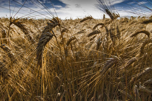 成熟小麦的田野和金色的耳朵