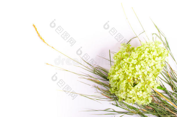 干燥的绿色花朵，白色背景上分离出草本植物