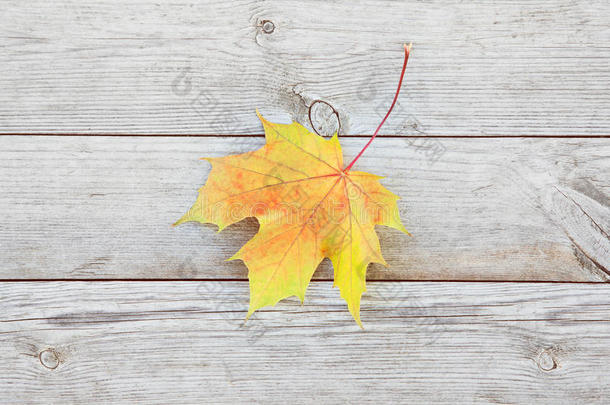 秋天的背景，旧木板上有彩色的枫叶