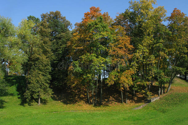 金色的秋天。 公园里的树。