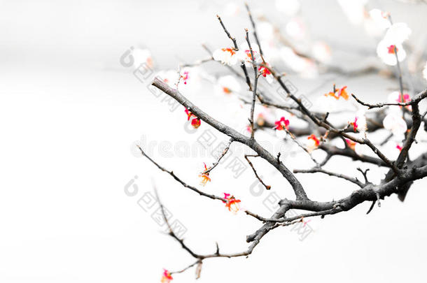 白色背景上分离的新鲜李子树花