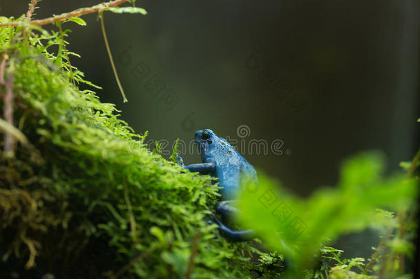 蓝毒飞镖蛙(树状植物Tinctoriusazureus)，国家动物园，华盛顿特区。