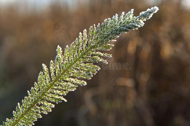 秋天的冰草，结霜的草，结霜的叶子，结霜的早晨，秋天的第一霜，田野的霜，寒冷，