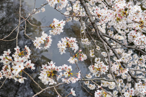 东京-日本运河上方盛开的樱花枝