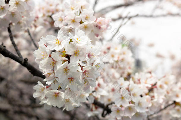 <strong>苹果</strong>背景美丽的美女开花