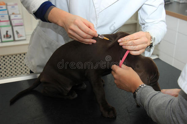 德国短毛指针小狗在兽医