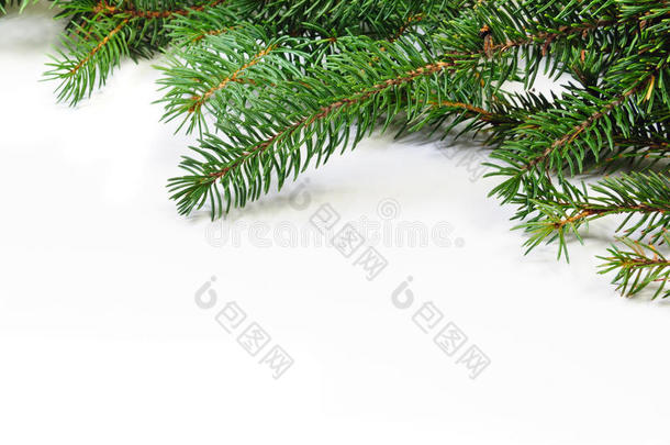 圣诞双绿色松树树枝