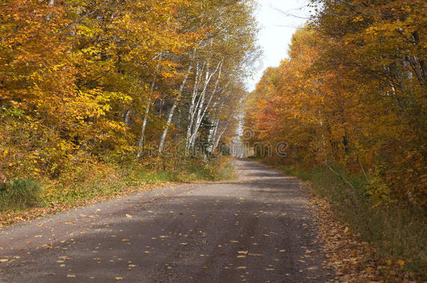 明尼苏达州北部秋天色彩的乡村道路