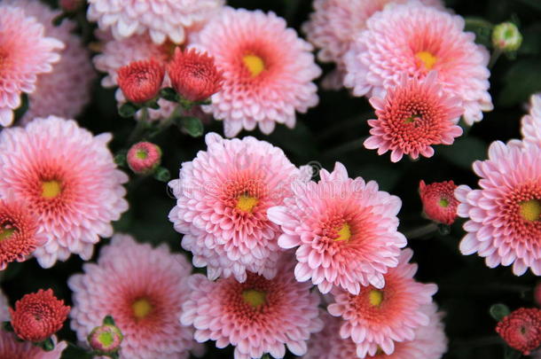 明亮的粉红色花朵盛开和<strong>萌</strong>芽的美丽形象