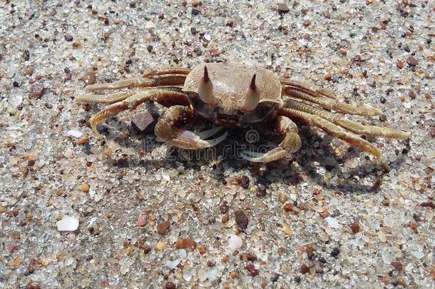 沙滩上的鬼<strong>蟹</strong>