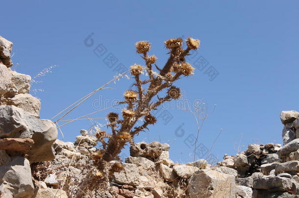 干燥的植物刺在<strong>历史遗迹</strong>的石头中的夏天