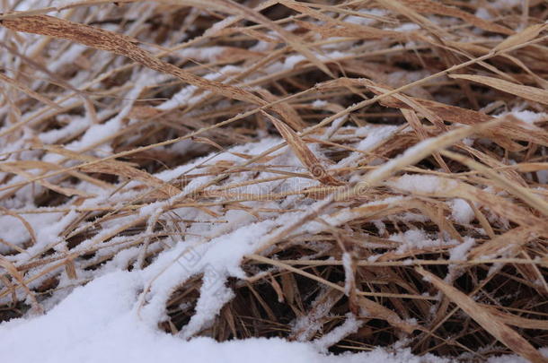 沿海植物甘蔗白蚁在冬天的雪下