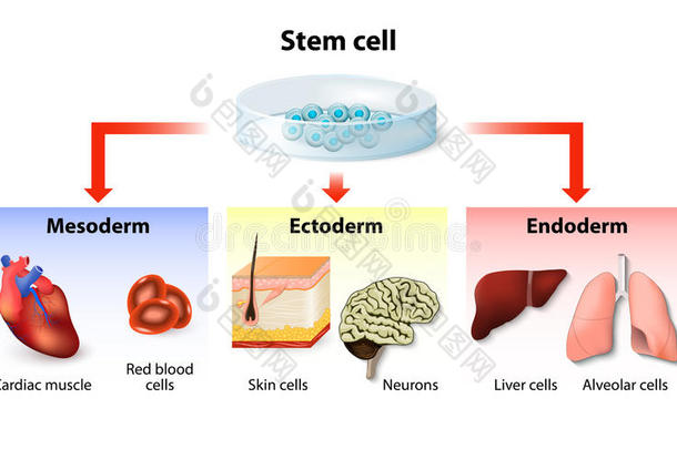 <strong>解剖</strong>应用生物学生物技术胚泡