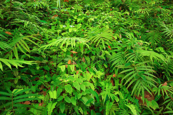 蕨类植物的叶子和其他热带植物的自然纹理