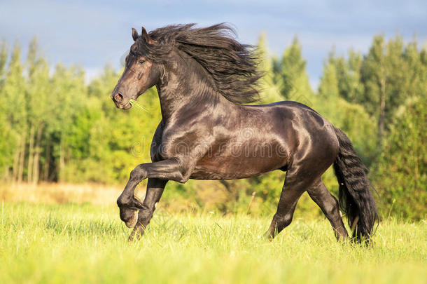 美丽的弗里斯兰种马<strong>自由奔跑</strong>。