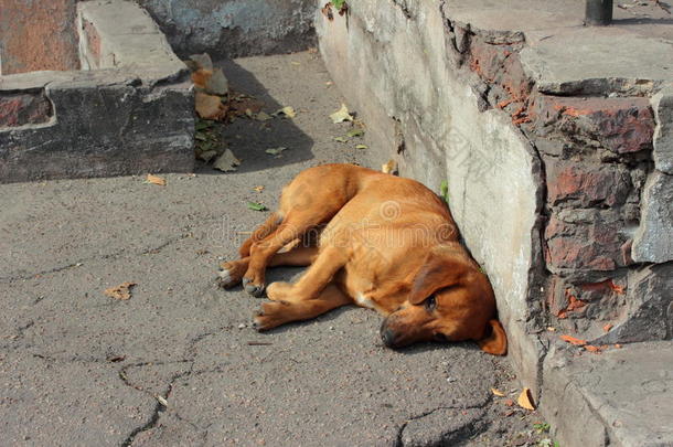 单独地动物沥青棕色的犬科动物
