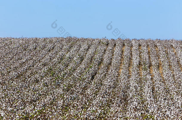 棉花田，白色的，成熟的棉花，准备收割