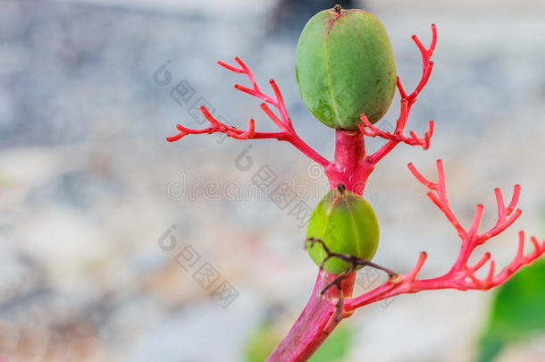 腹部瓶装植物<strong>克星</strong>花痛风