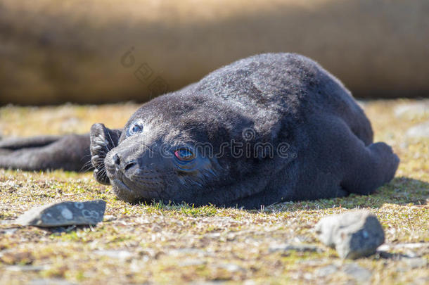 毛茸茸的黑海豹小狗。 南方大象海豹幼崽。