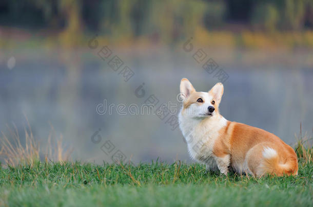 柯基犬