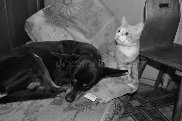 黑狗和红猫睡在一起