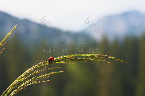 背景<strong>披头士</strong>美丽的细节详细的