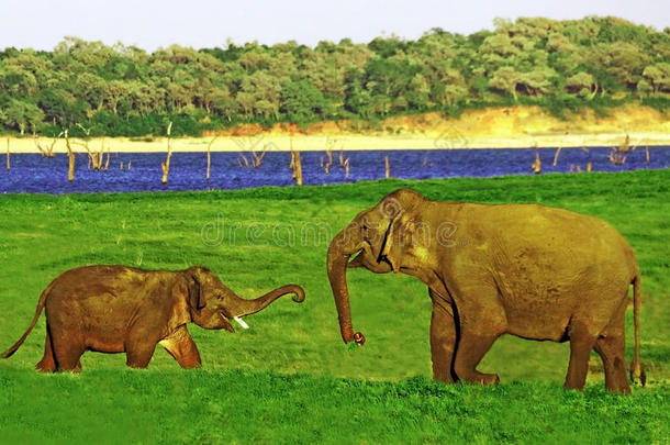 动物亚洲亚洲象宝贝锡兰