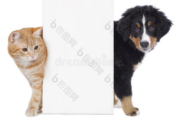猫和狗看着一个空板
