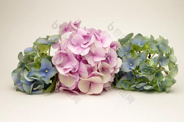 粉色和蓝色绣球花