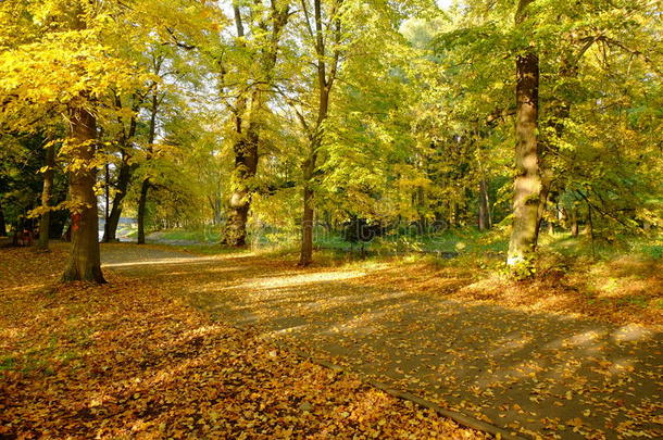 美丽的金色秋天森林