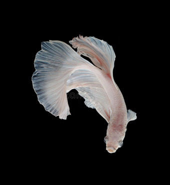 美丽的白色铂金暹罗斗鱼。白色暹罗图片