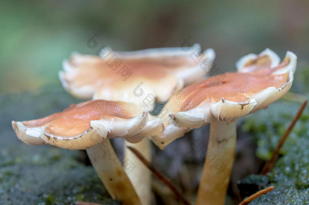 木耳帽子可食用的森林真菌