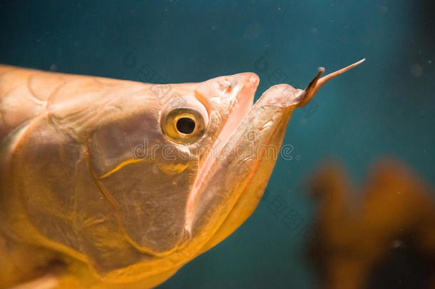 亚马逊动物水族馆金龙鱼美丽的